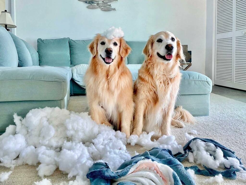 ChaosVenk's tweet photo. My seester, my best friend. Even though you were the perfect angel 😇 of our squad, I will miss causing chaos with you. Rest in peace Hopper T. Dog. May you have all the roasties and tennis balls you could ever dream of. I love and miss you dearly 💛 — Vink https://t.co/Deo7ICt3xo