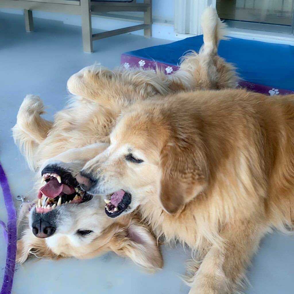 ChaosVenk's tweet photo. My seester, my best friend. Even though you were the perfect angel 😇 of our squad, I will miss causing chaos with you. Rest in peace Hopper T. Dog. May you have all the roasties and tennis balls you could ever dream of. I love and miss you dearly 💛 — Vink https://t.co/Deo7ICt3xo