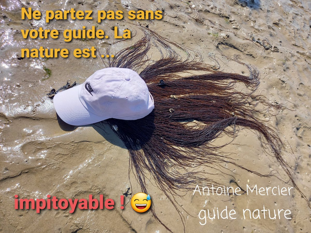 GuideNature44's tweet image. Découverte des marais salants de Guérande, du marais de Brière de la côte sauvage ...et bien d'autres trésors de la Presqu'île !
#guidenature #presquiledeguerande #animauxsauvages #loireatlantique #sortienature #Tourisme #photographeanimalier
