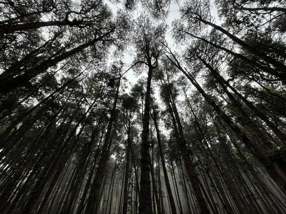 art_env's tweet photo. A forest officer H.D.Bryant, planted 15 species of pines from 1905-15 which gives solace to tourists today. Growing a forest is an art requiring passion.
#lets_make_forests https://t.co/k2x3MxEgna