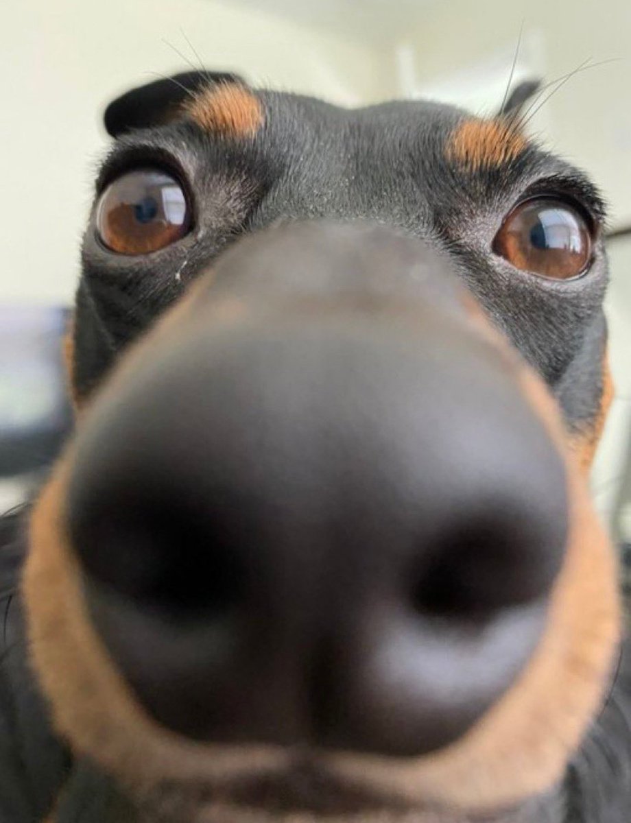 𝓓𝓸𝓰𝓰𝓸 𝓓𝓮𝓵𝓲𝓰𝓱𝓽 🐶 (@petpalsunite) on Twitter photo 