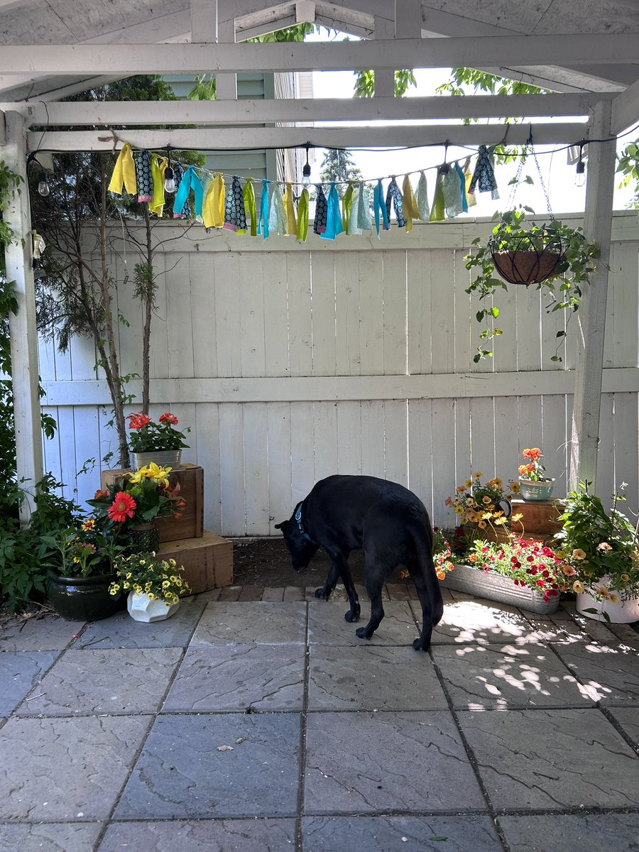 Jasper and I are getting married today.  Here he is figuring out where to stand. 

Just kidding (obviously). I’m marrying a wonderful human in our own backyard and I couldn’t be more excited.