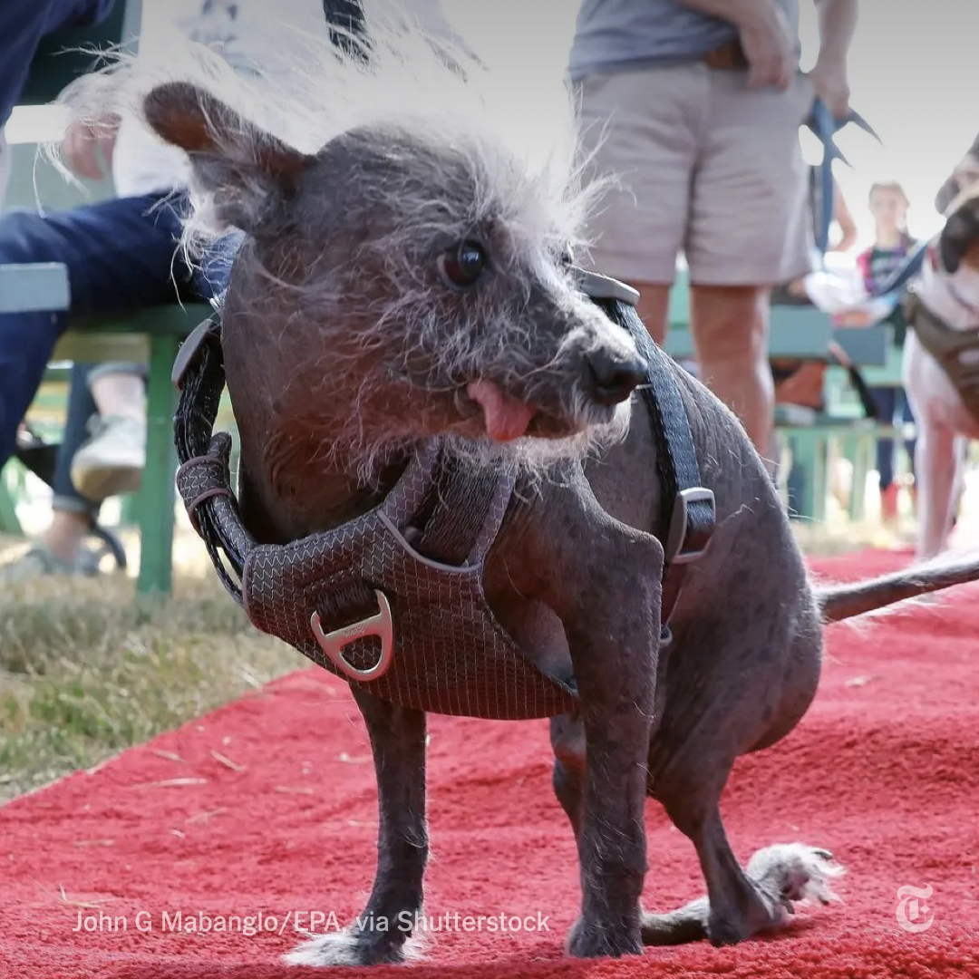 Scooter, a Chinese Crested, was the winner of this year’s World’s Ugliest Dog Contest, held in California on Friday.

“In the cutest way possible, he kind of reminds me of a hairy hippopotamus,” said Catherine Liang, one of the judges in the competition. nyti.ms/431SQyK