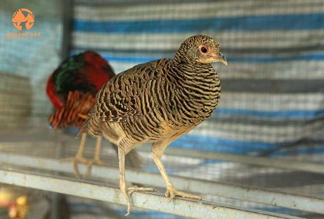 Bảng giá} mua bán chim trĩ con giống – thịt - trứng tại TPHCM và HN - Nhà  Hàng Hải Sản Tôm Hùm Cua Hoàng Đế Baba