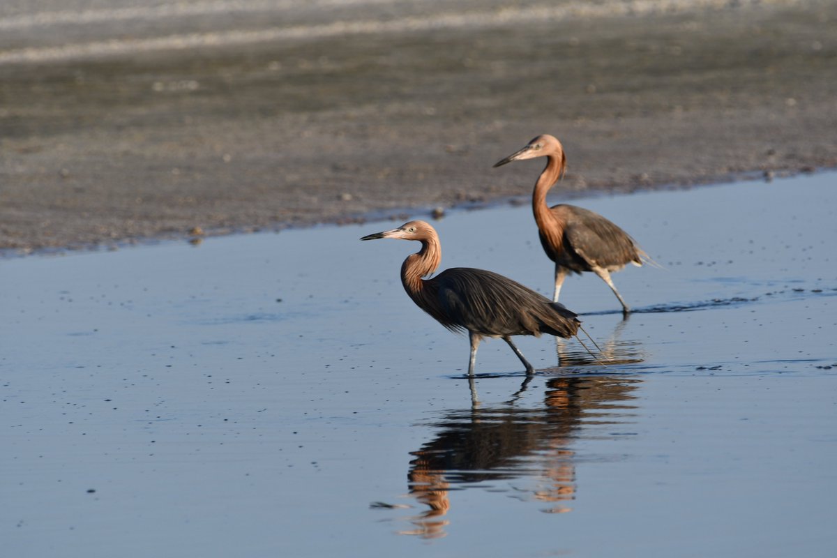 Juvenile Reddish Egret at Fort Desoto North Beach this morning.  #BirdsSeenIn2023