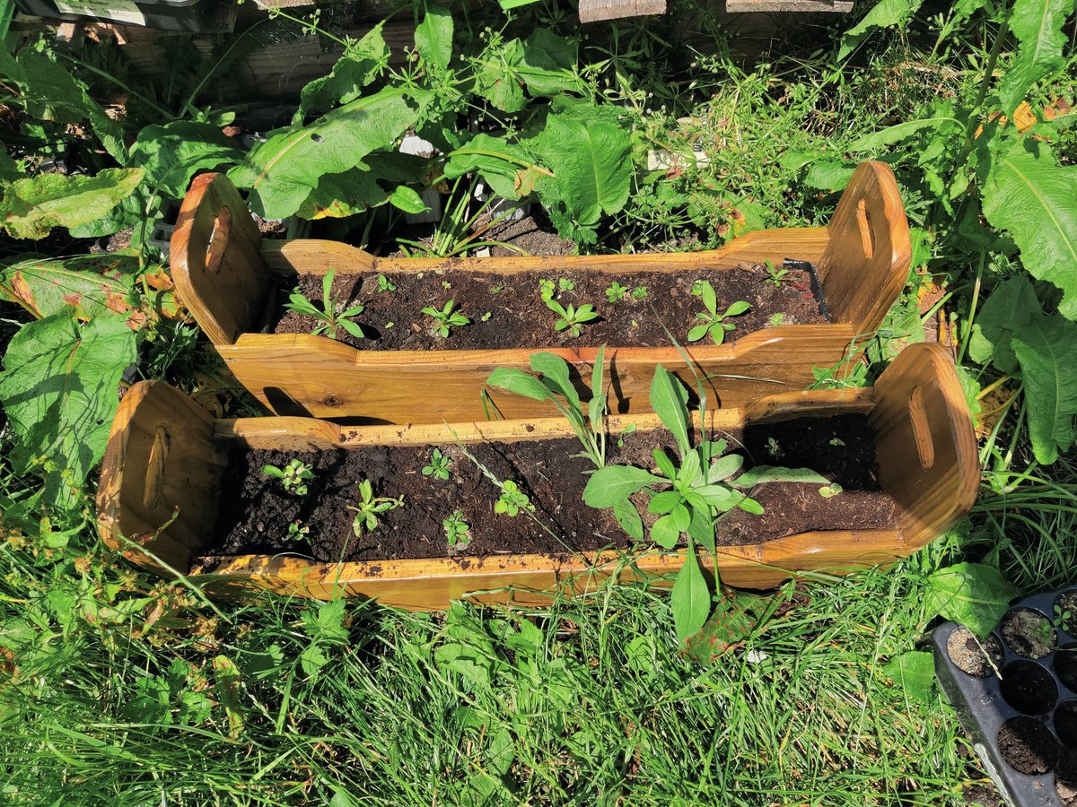 Mini Meadows tweet media