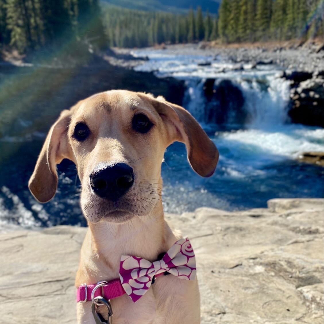 NorthernWhisker's tweet photo. Unleash the stylish adventurer in your pup with our vibrant bow ties! 🌈🐾✨ Handcrafted with attention to detail, these bow ties are the perfect blend of fashion and fun.

#dogsoftwitter #dog #cutedog #SmallBusiness #shopsmall https://t.co/hYYSlKycwo