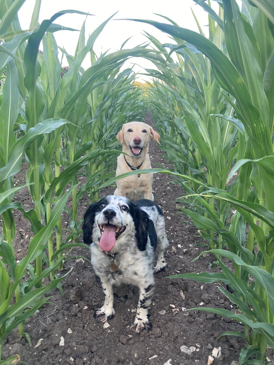 Wow….one crop that is loving this weather, first two pictures taken six days before the last two, looking like it will be at least chest high by 5th July, well past knee high !! Certainly made up for its 2 week later drilling window <a href="/wessexagronomy/">Dan Dines</a> <a href="/maizegrowers/">Maize Growers Association</a>