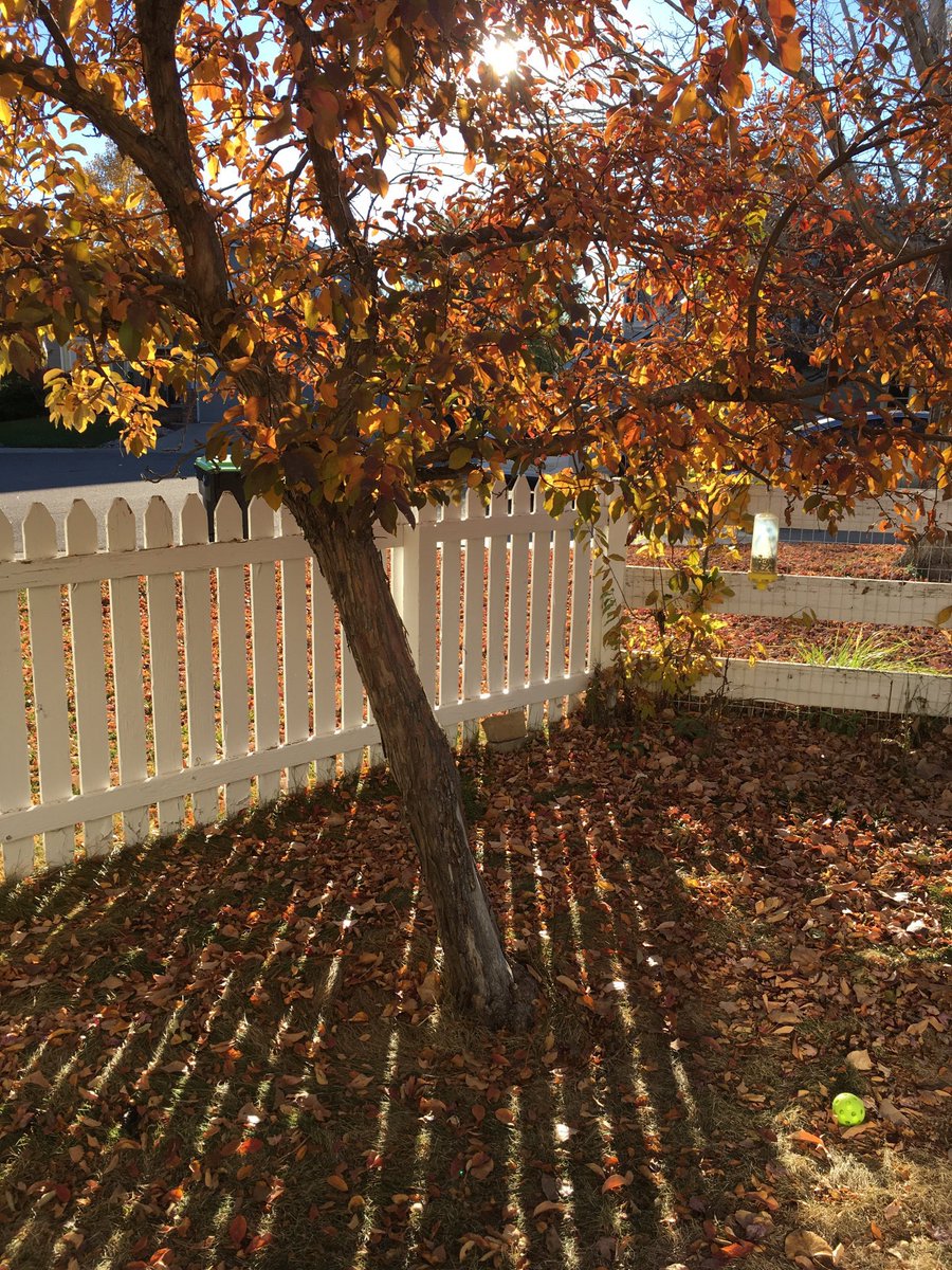 Daphne🐞,Roz🐞, Barney🌈, & their Dad, Gray on Twitter "🐇 Hazel’s final