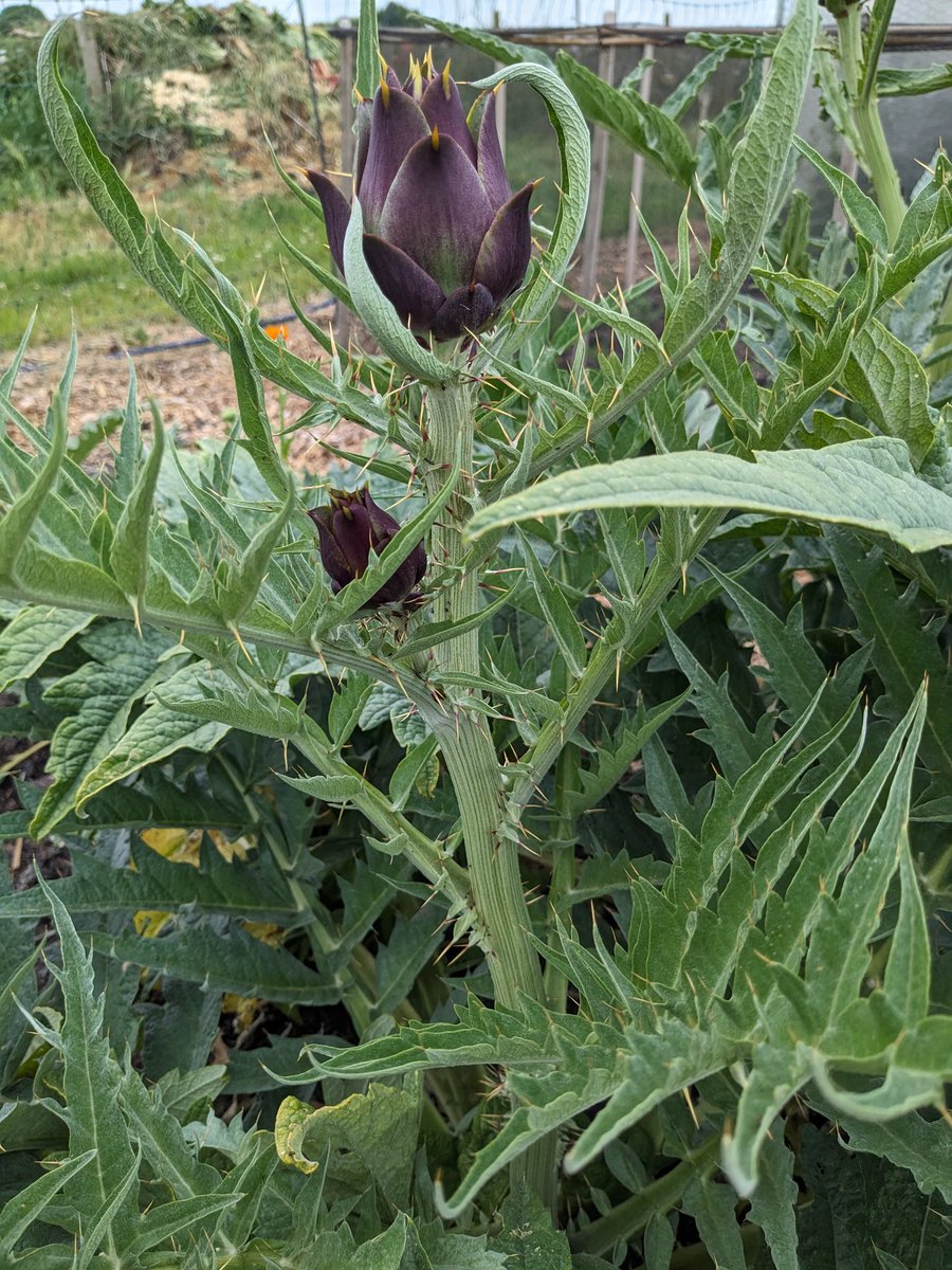 This #GlobeArtichoke looks vicious!! 🤦🏼‍♀️🤭 #gardening #gardeningtwitter