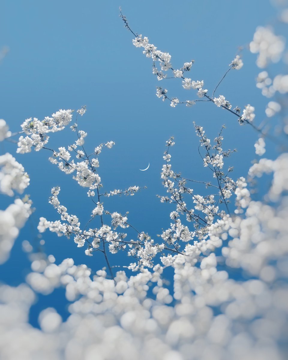 Gm from my latest work, a reminder of those cozy winter days, fresh snow in the evening light ❄️🩵