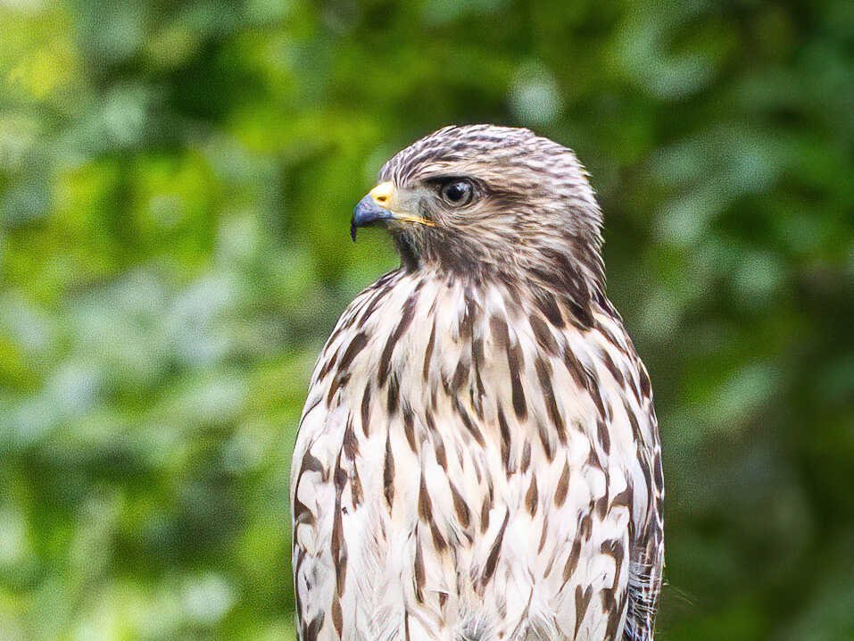 Hawk in Gainesville, FL