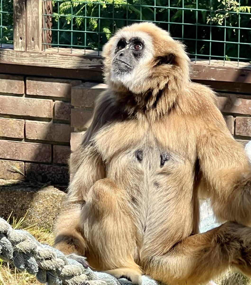 Happy 43rd birthday to our Golden girl, Rasmaya!!🎈🎂🥳

Our queen of swing has had a lovely day celebrating her special day with birthday cakes, treats, visitors, presents and lots of birthday “Whoops”!!🎵

Happy birthday gorgeous girl 💛

#gibbon #birthdaygirl #primatesanctuary