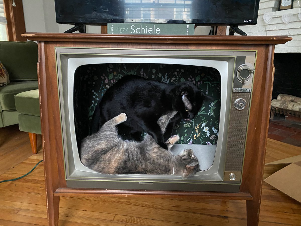 @candid_kitten Beckham and Zarra tussling over the remote!