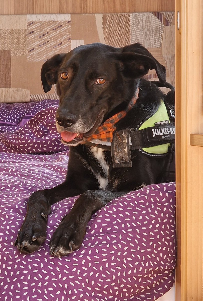 Simba & Dolly tweet media