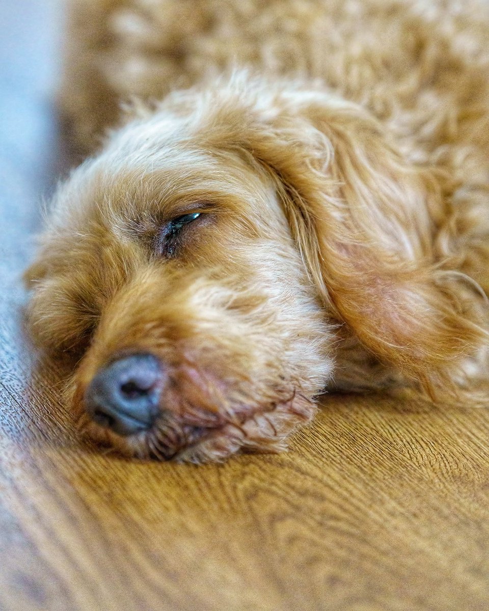ChunAlan's tweet image. Worn out and warm. He knows where to find the right place to cool off. #Benji #cockapoo #dog #hotdog