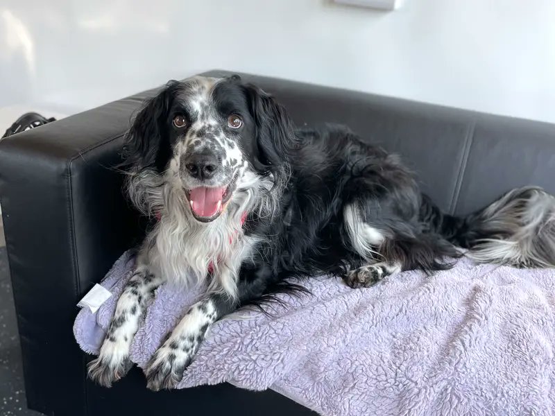 Animal Adoptions UK 🐕‍🦺🐈🐎 ️ on Twitter "Please retweet to help Tex