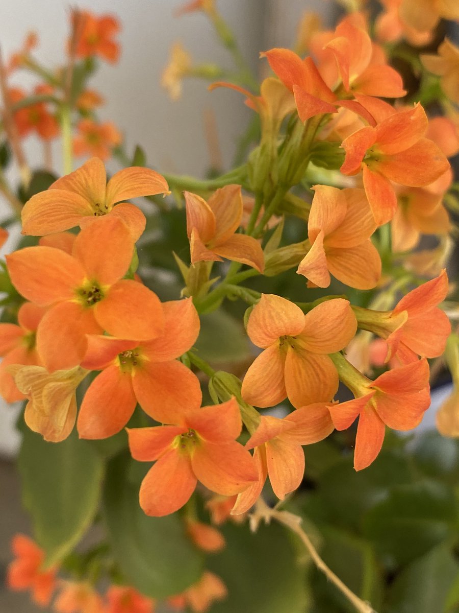 Orange kalanchoe from the patio garden. #flowers #gardening #GardenersWorld 🧡