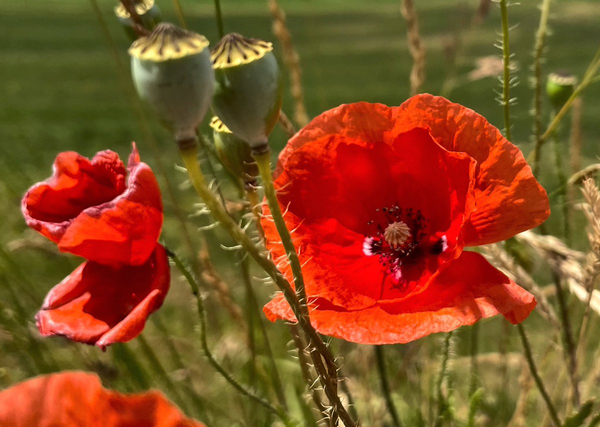 Etappe 18: Mohn
#vonrosenheimnachsalzburg #wandern #wanderlust #blumen #mohn #rot