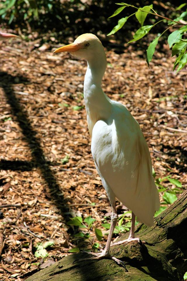Join us in 3 weeks for the next Breakfast with the Animals to learn more about Mill Mountain Zoo's bird residents. fareharbor.com/embeds/book/mm… #thingstodo #familyfun #birds #breakfast #getoutside #roanoke #millmountainzoo #RoanokeVirginia #mmzoo #roanokeva #MMZ
