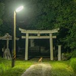 もしかして神の使い!？夜中の神社の鳥居の前に座っていたのは、子狐だった。