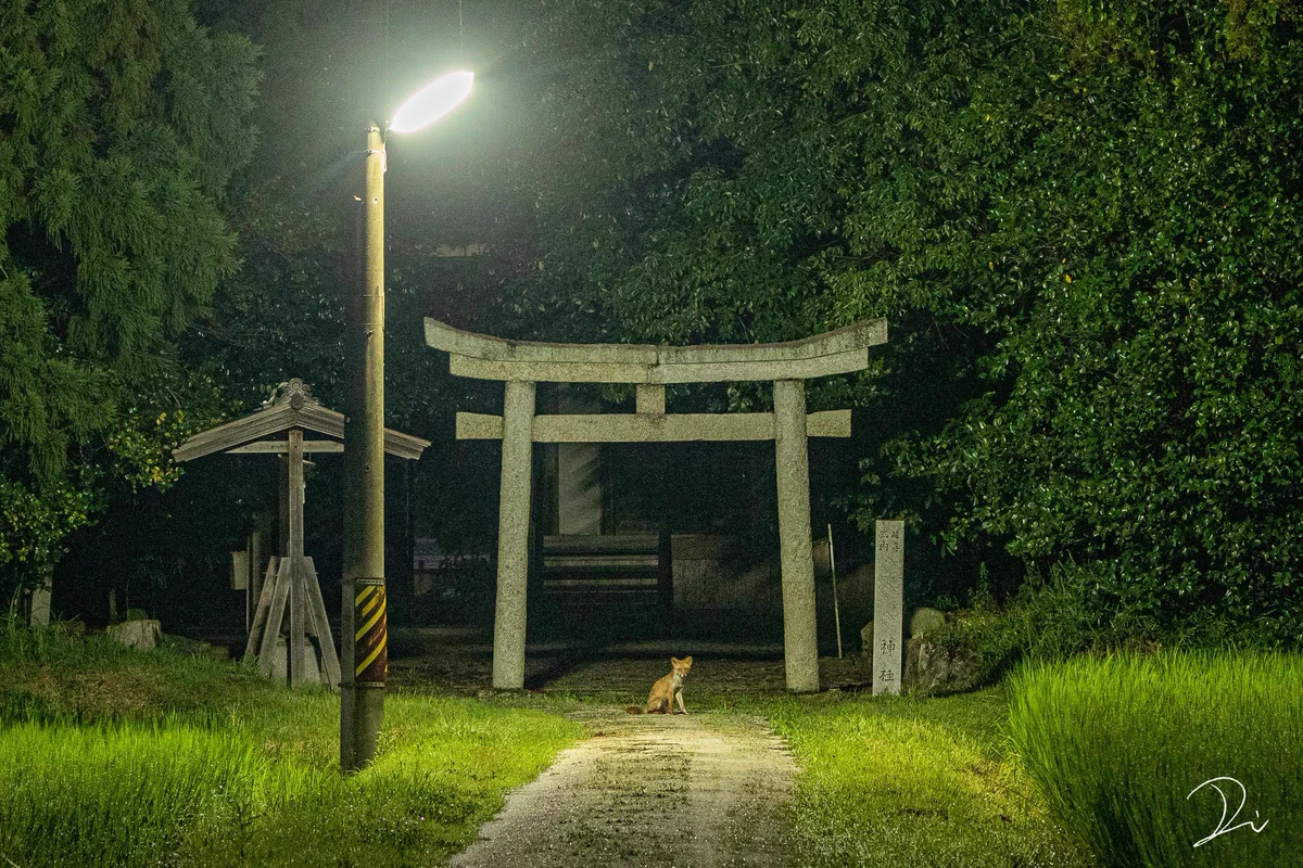 もしかして神の使い！？夜中の神社の鳥居の前に座っていたのは、子狐だった。