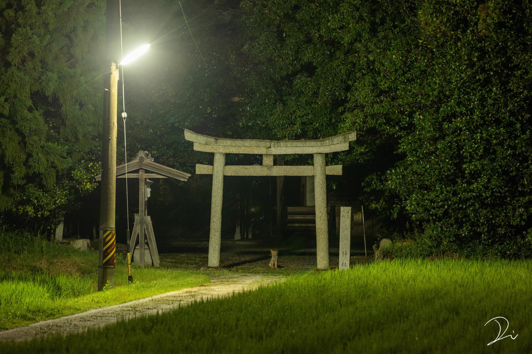もしかして神の使い！？夜中の神社の鳥居の前に座っていたのは、子狐だった。