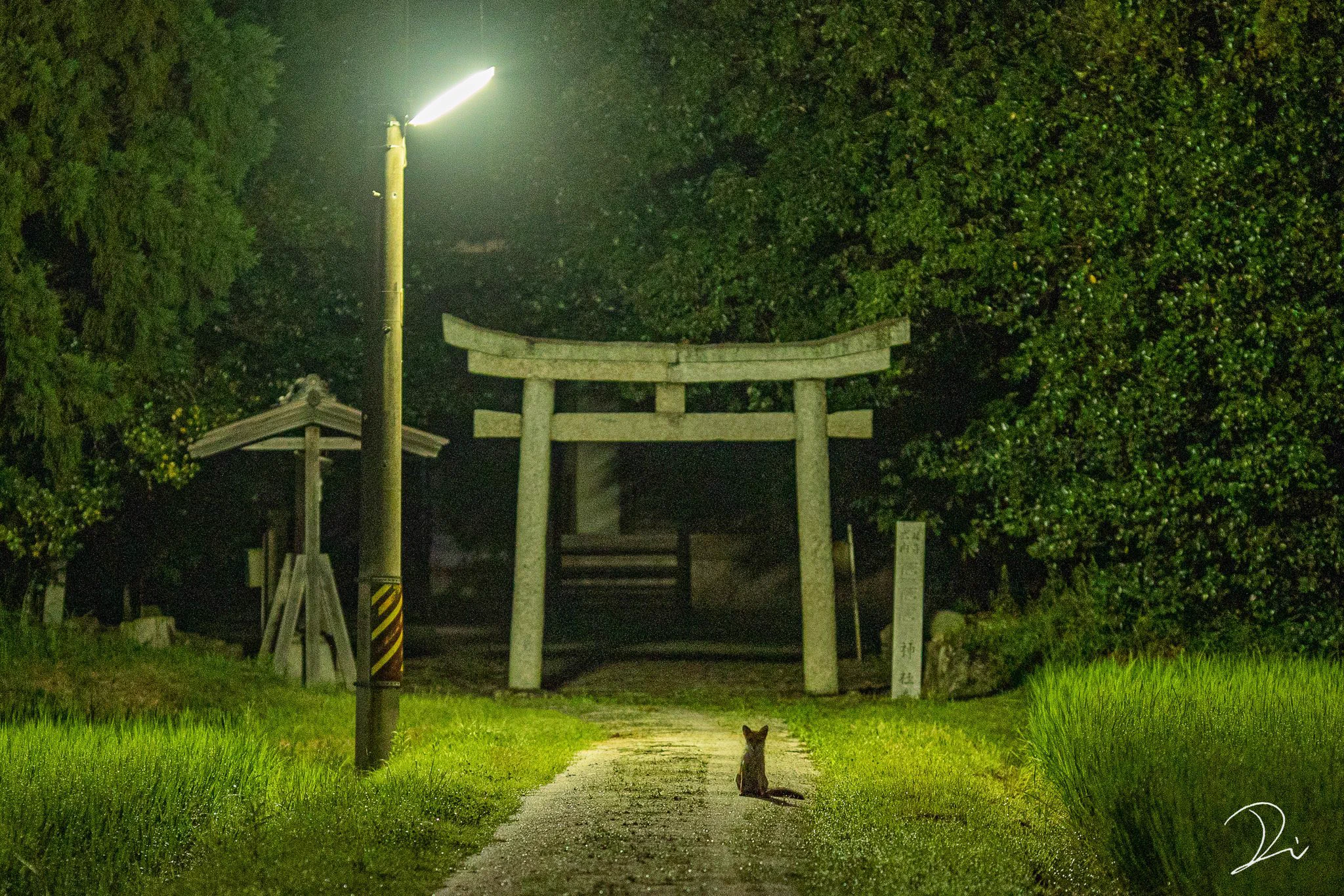 もしかして神の使い！？夜中の神社の鳥居の前に座っていたのは、子狐だった。