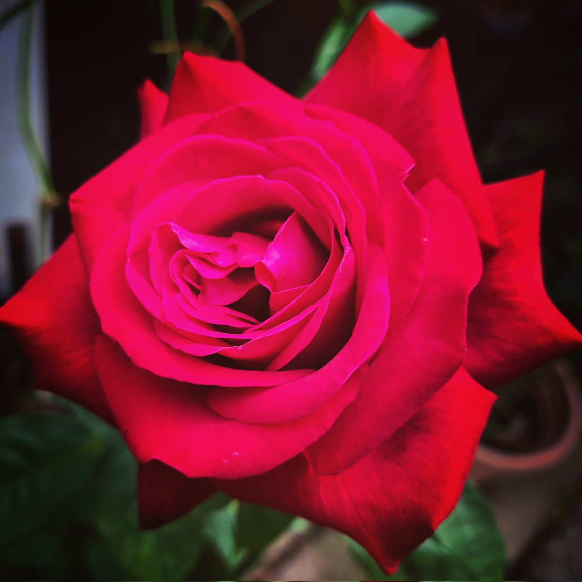 My beautiful roses... 🌹💕
#gardening
#horticulture