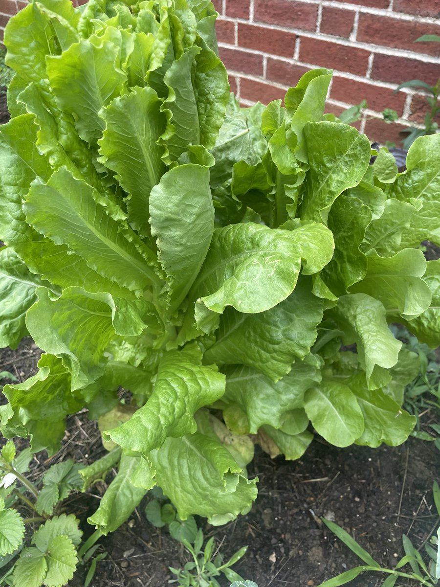 A few leaves of these in my salad for lunch. Straight from my organic garden.