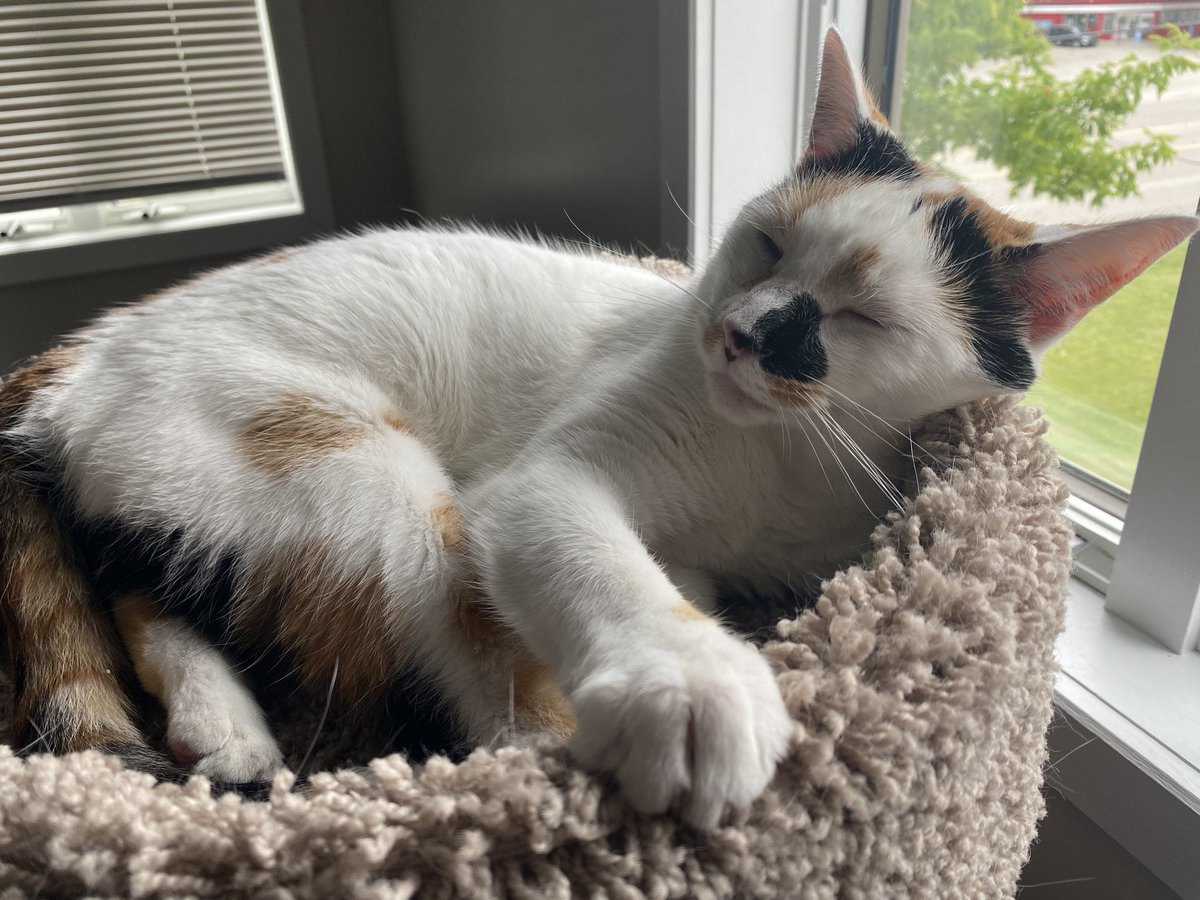 AFC_grant's tweet photo. Cat https://t.co/c0ngEWKjH0