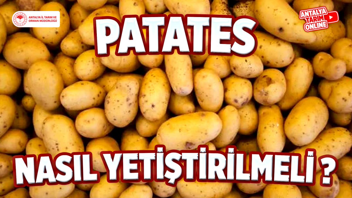Antalya İl Tarım ve Orman Müdürlüğü (@antalyailtarim) on Twitter photo Kıymetli Çiftçilerimiz
#Patates Yetiştiriciliği hakkında gerekli tüm bilgileri #ücretsiz sunduğumuz eğitimlerimize 👇linkten ulaşabilirsiniz👇
youtube.com/playlist?list=…
#NasılYetiştirmeli?
#GelecekTarımda
#TarımAntalyada
<a href="/gokhankaraca_/">Gökhan Karaca</a> <a href="/ersinyazici1/">Ersin YAZICI</a> <a href="/ibrahimyumakli/">İbrahim Yumaklı</a>
#Antalya Kıymetli Çiftçilerimiz
#Patates Yetiştiriciliği hakkında gerekli tüm bilgileri #ücretsiz sunduğumuz eğitimlerimize 👇linkten ulaşabilirsiniz👇
youtube.com/playlist?list=…
#NasılYetiştirmeli?
#GelecekTarımda
#TarımAntalyada
<a href="/gokhankaraca_/">Gökhan Karaca</a> <a href="/ersinyazici1/">Ersin YAZICI</a> <a href="/ibrahimyumakli/">İbrahim Yumaklı</a>
#Antalya