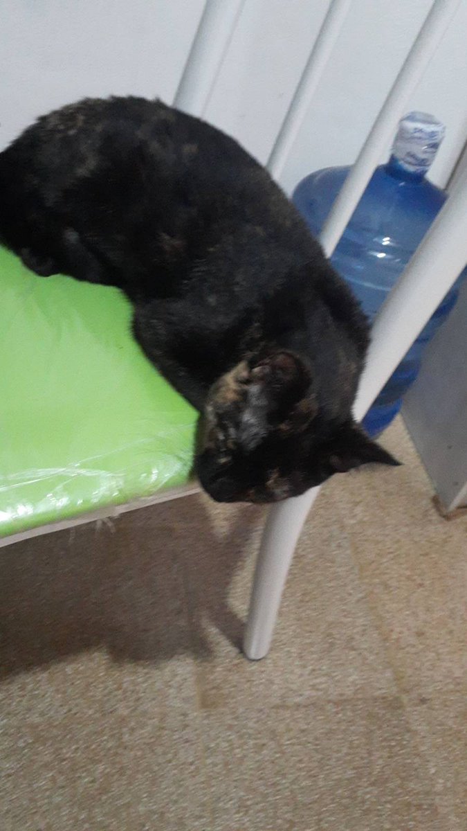 lucha_enc's tweet photo. Nos ayudan a poder esterilizar a esta micha? 

Vive en un edificio. El dueño no pudo pagar más el alquiler y la dejó. 

Necesitamos 100 000 Gs para evitar que quede preñada. Le ayudas? 🙏 https://t.co/p6BZLXoEj0