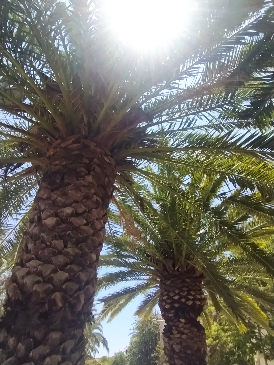 Javier G. Vallecillo 💚💙 (@valleciagenti) on Twitter photo 