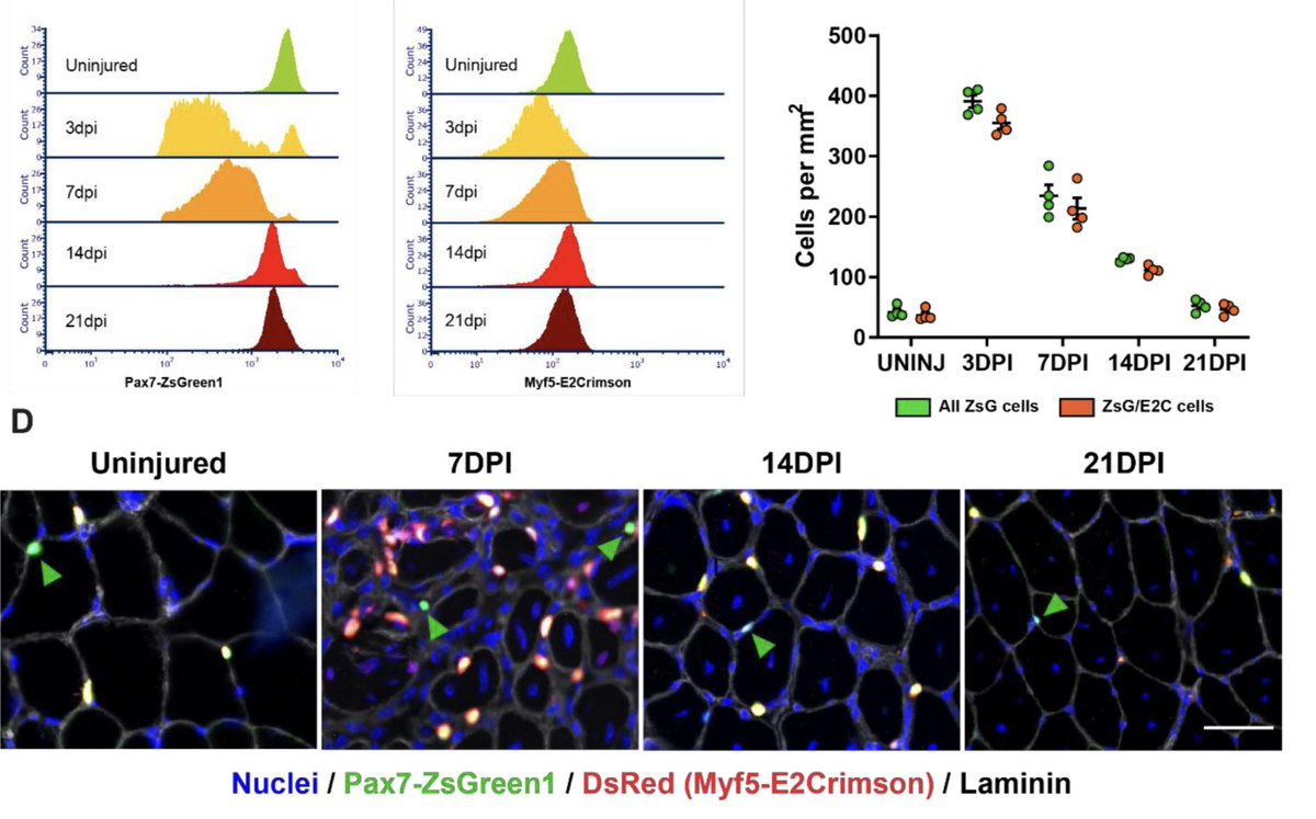 FeigeLab (@feigelab) on Twitter photo Our new resource paper on a novel 🐁 reporter for live tracking of Pax7 and Myf5 expression in #muscle #stemcells 
A Dual Color Pax7 and Myf5 In Vivo Reporter to Investigate Muscle Stem Cell Heterogeneity in Regeneration and Aging
biorxiv.org/content/10.110…
#myotwitter Our new resource paper on a novel 🐁 reporter for live tracking of Pax7 and Myf5 expression in #muscle #stemcells 
A Dual Color Pax7 and Myf5 In Vivo Reporter to Investigate Muscle Stem Cell Heterogeneity in Regeneration and Aging
biorxiv.org/content/10.110…
#myotwitter
