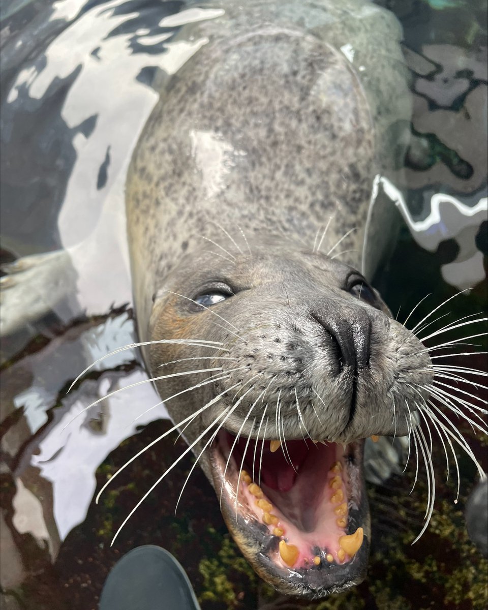 NEAQ's tweet photo. Trumpet just turned 38! 🎂

Trumpet is our second-oldest Atlantic #HarborSeal + is the mother of Chacoda and Cayenne. You can tell her apart from the other seals by the light grey spots on her belly! The other seals have dark spots or no spots at all.

#HappyBirthday, Trumpet! https://t.co/13QiRfoRcH