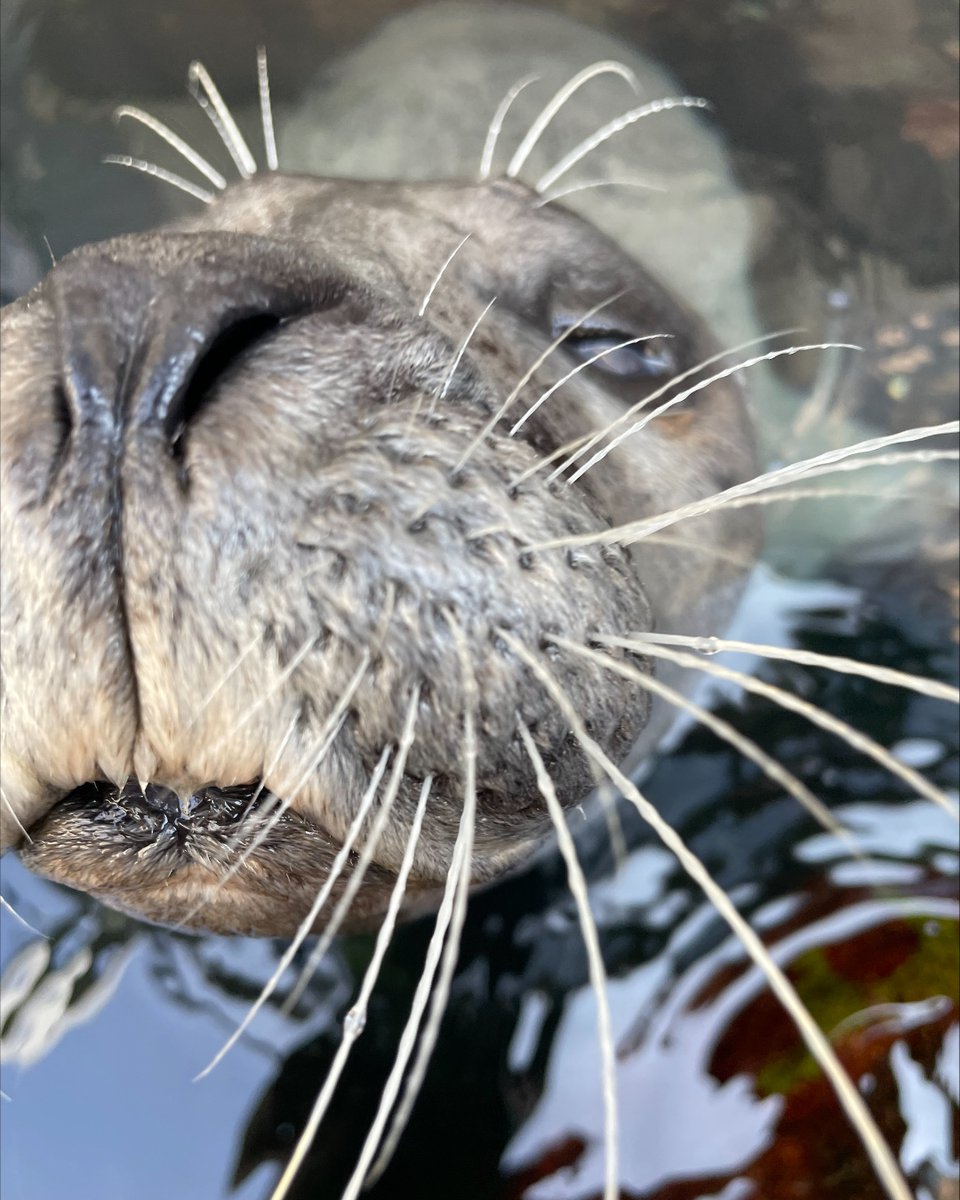 NEAQ's tweet photo. Trumpet just turned 38! 🎂

Trumpet is our second-oldest Atlantic #HarborSeal + is the mother of Chacoda and Cayenne. You can tell her apart from the other seals by the light grey spots on her belly! The other seals have dark spots or no spots at all.

#HappyBirthday, Trumpet! https://t.co/13QiRfoRcH