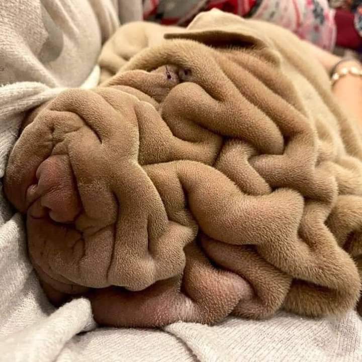 No es una manta.
Miren bien!
Es un Sharpei hermoso!🧡🧡