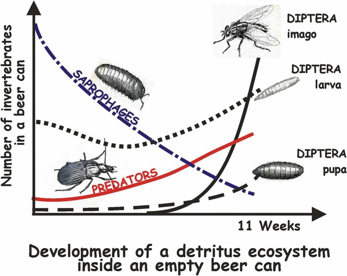 Community ecology of carabid beetles tweet media