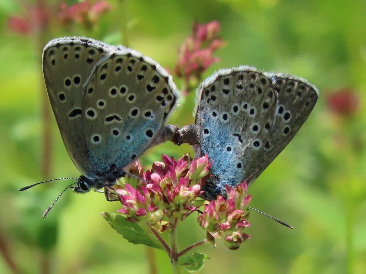BC_Glos's tweet photo. A trip to Daneway Banks to see the Large Blue Butterflies 💙 https://t.co/VmUnvA9acp