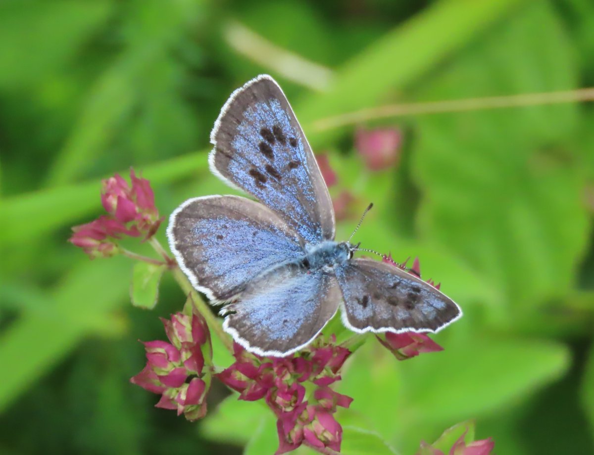 BC_Glos's tweet photo. A trip to Daneway Banks to see the Large Blue Butterflies 💙 https://t.co/VmUnvA9acp