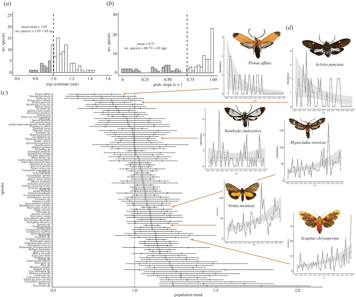 More winners than losers over 12 years of monitoring tiger moths (Erebidae: Arctiinae) on Barro Colorado Island, Panama - ow.ly/yt4s50IMmZq #climatechange #insectdecline #BiologyLetters