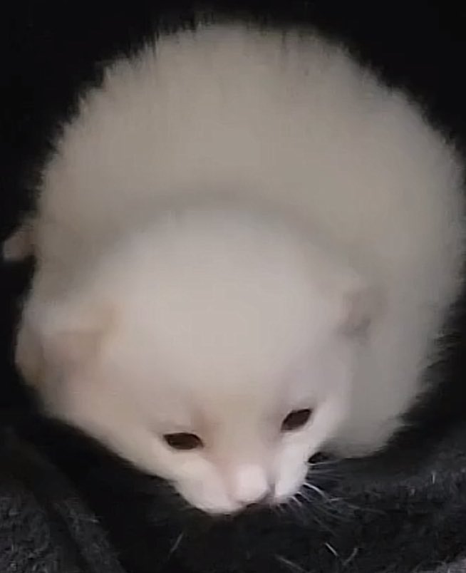 guys look at my kitten !   :]