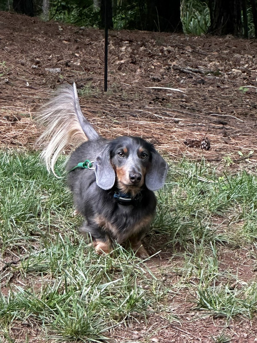 My supervisor as I do yard work. He’s a tough boss but we love him anyways.