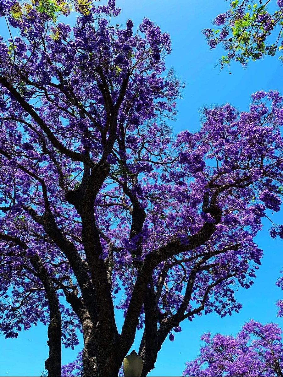 Happy Saturday 🐛🪻

Do you know which city in the US
 these purple jacarandas bloom in?

#PurpleHearts 
#Jacarandas
#USA 
#WhatCanYouDo 
#guesstheanswer