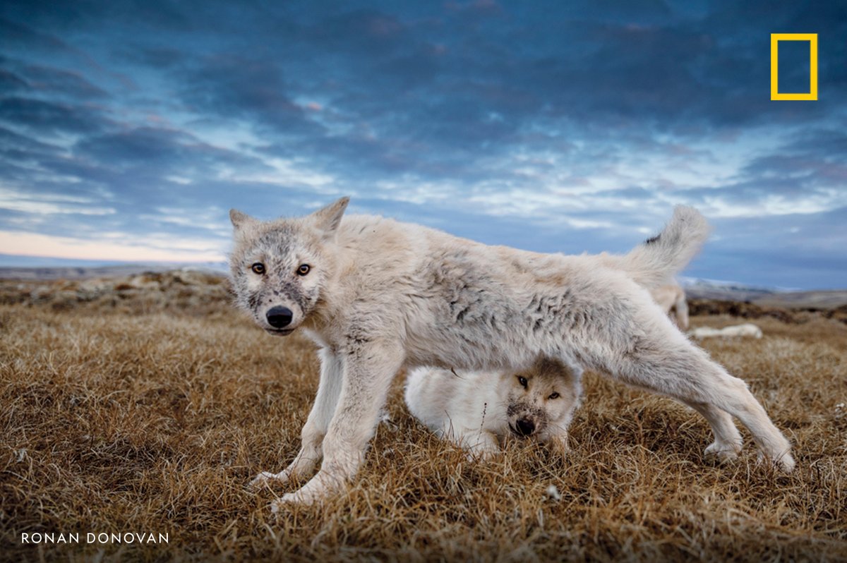 A 12-week-old Arctic wolf pup stretches after feeding on a fresh muskox carcass on Ellesmere Island, Nunavut, Canada
