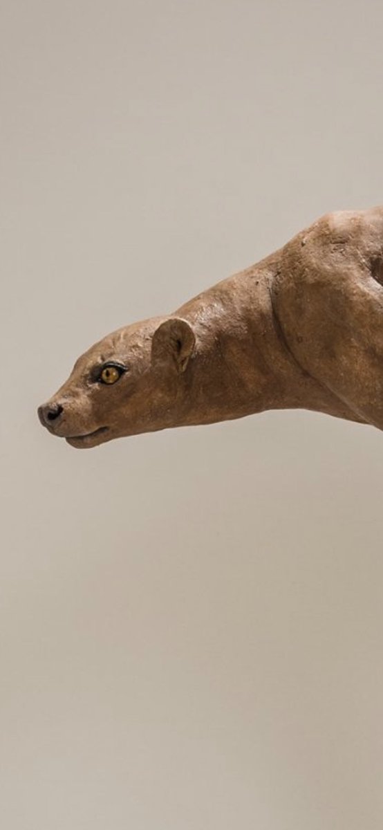 NickMackman's tweet image. Fossa sculpture. I met a pair of captive fossa in Madagascar back in 2004 and they were remarkable creatures; cat-like reactions with honey badger attitude! One of my favourite animals! nickmackmansculpture.co.uk/portfolio/afri… #fossa #sculpture