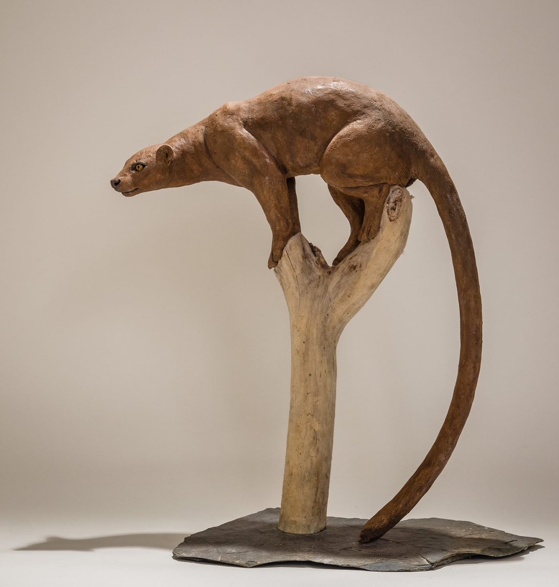 NickMackman's tweet image. Fossa sculpture. I met a pair of captive fossa in Madagascar back in 2004 and they were remarkable creatures; cat-like reactions with honey badger attitude! One of my favourite animals! nickmackmansculpture.co.uk/portfolio/afri… #fossa #sculpture
