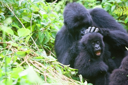 @sfzoo The only thing these Gorilla's have in common with that flag, is the word 'groomer'.