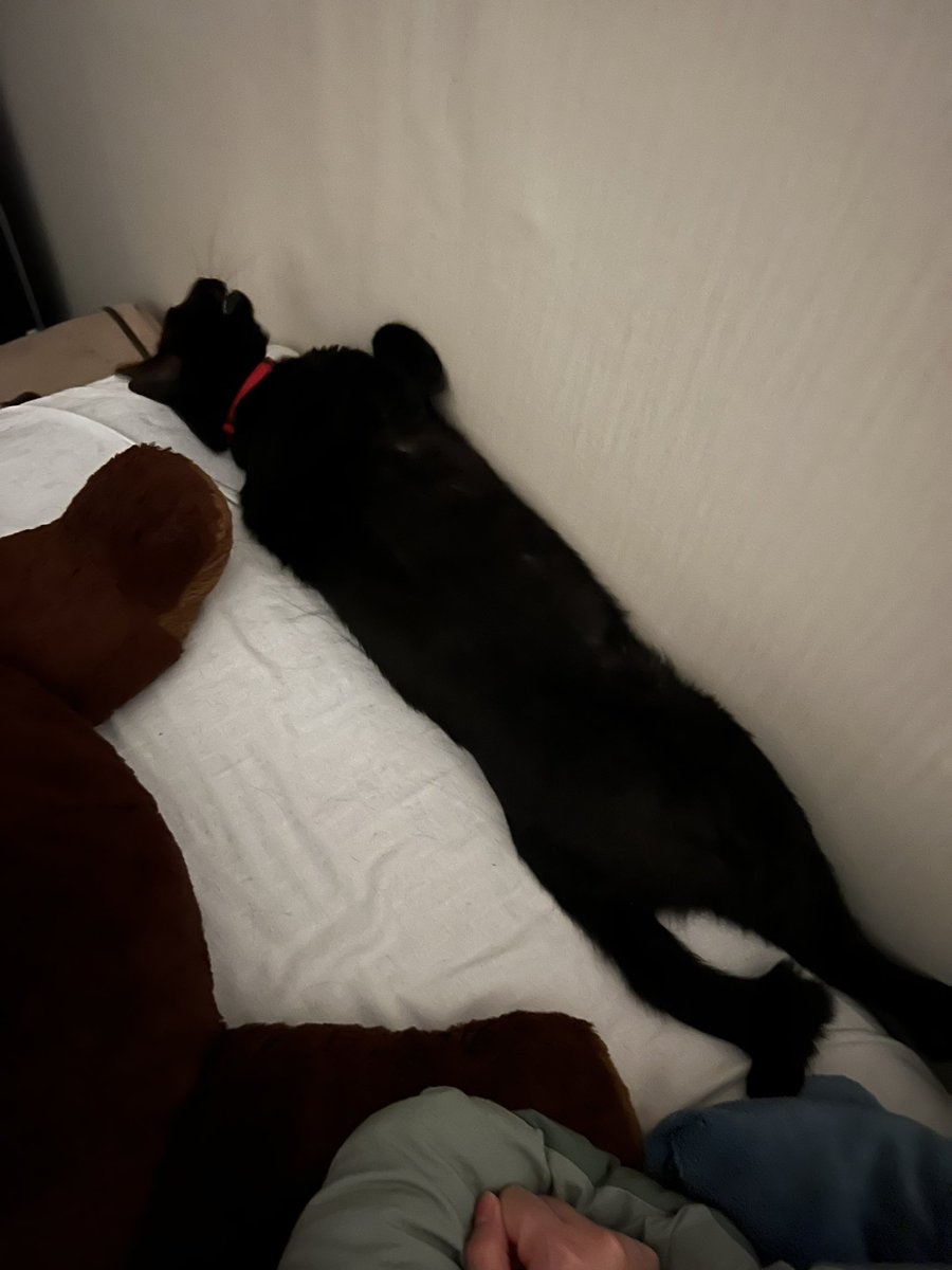 S_bones_2's tweet photo. 그 고양이 비율이 이게 맞는 거야? https://t.co/HTaK9JCIYt
